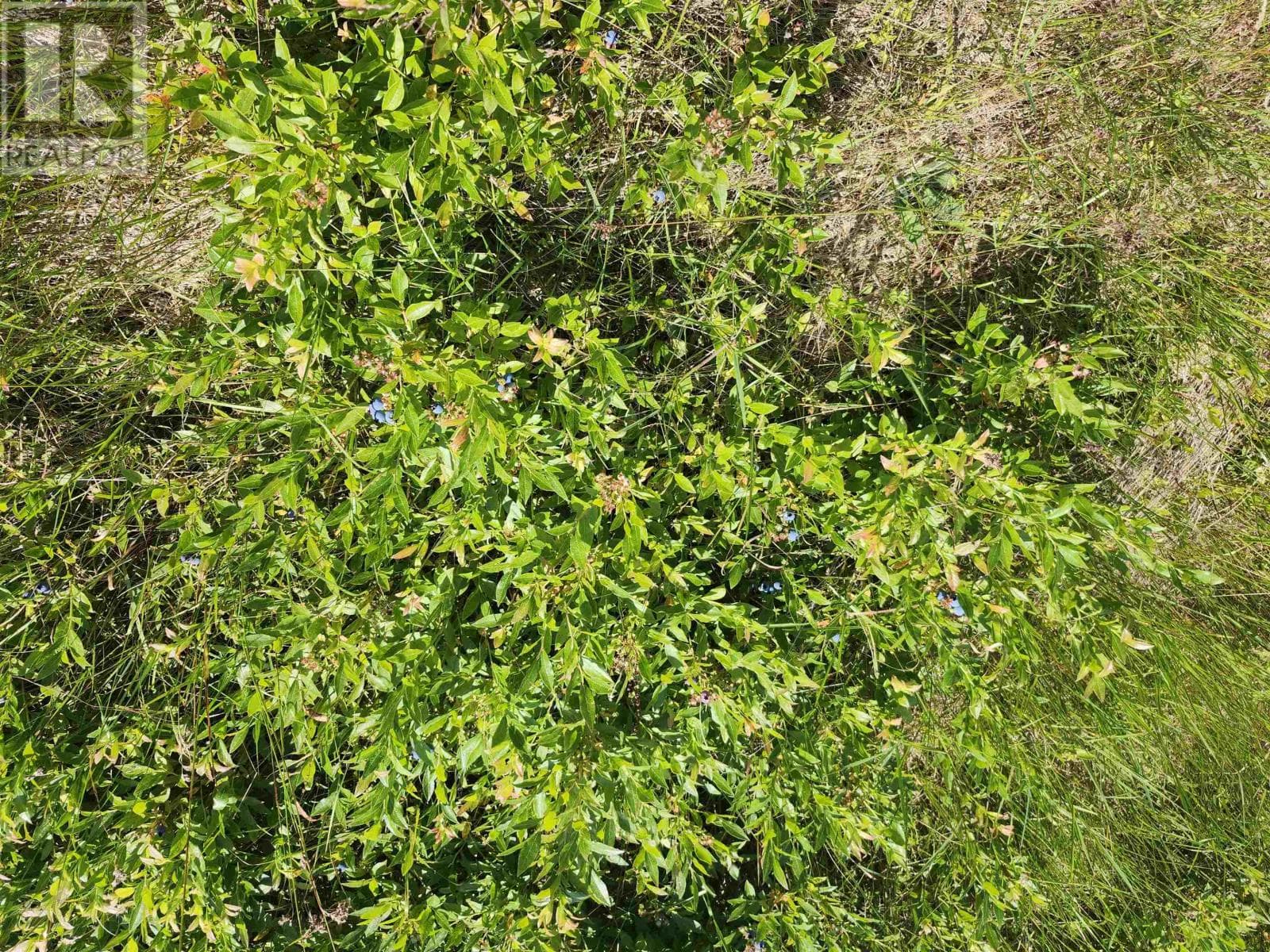 Acreage Selkirk Road — photo 5